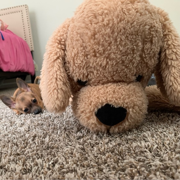 Moor and Lambchop they love their handmade crochet puppy blankets and sweatersπ - Picture 11 of 17